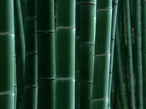 Preview wallpaper bamboo, green, strips