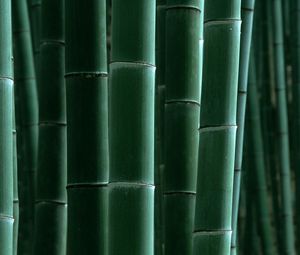 Preview wallpaper bamboo, green, strips