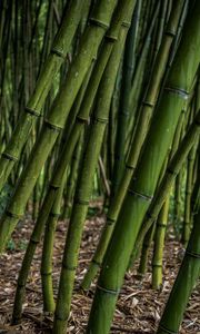 Preview wallpaper bamboo, grove, plants, green
