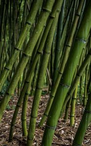 Preview wallpaper bamboo, grove, plants, green