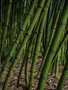 Bamboo old mobile, cell phone, smartphone wallpapers hd, desktop backgrounds  240x320, images and pictures