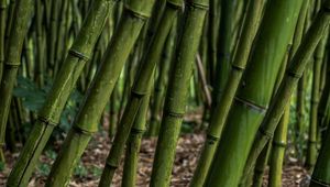 Preview wallpaper bamboo, grove, plants, green