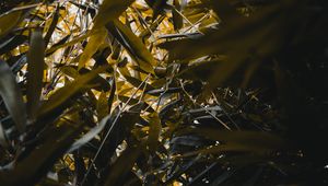 Preview wallpaper bamboo, leaves, branches, green, plants