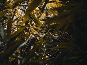 Preview wallpaper bamboo, leaves, branches, green, plants