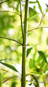 Preview wallpaper bamboo, leaves, plant