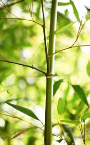 Preview wallpaper bamboo, leaves, plant