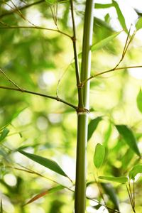 Preview wallpaper bamboo, leaves, plant