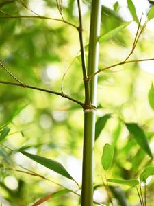 Preview wallpaper bamboo, leaves, plant