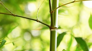 Preview wallpaper bamboo, leaves, plant