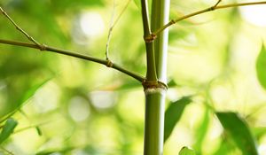 Preview wallpaper bamboo, leaves, plant