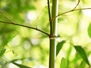 Preview wallpaper bamboo, leaves, plant