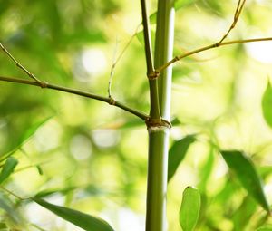 Preview wallpaper bamboo, leaves, plant