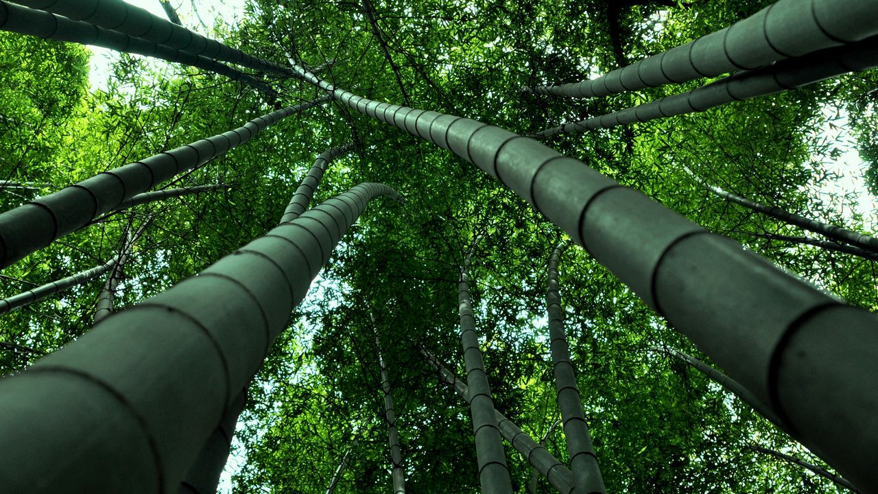 Wallpaper bamboo, look, from below