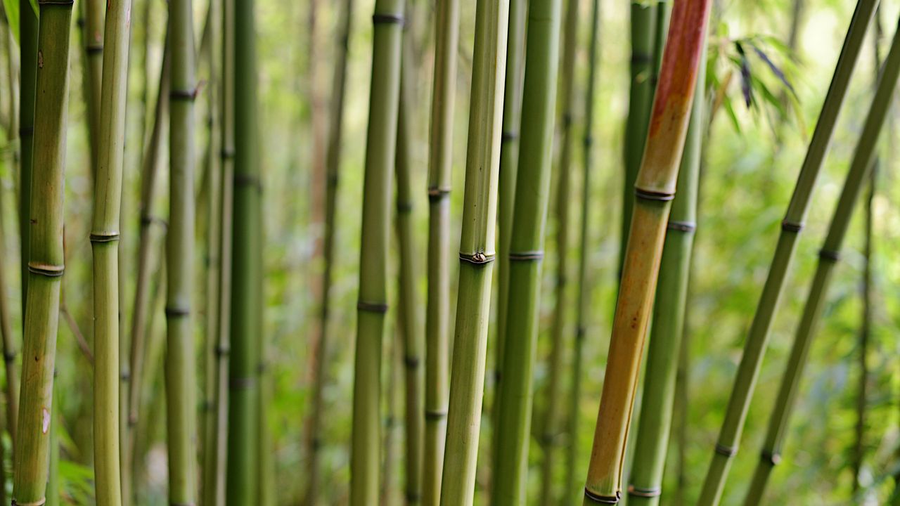 Wallpaper Bamboo Macro Trunks Nature Hd Picture Image