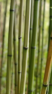 Preview wallpaper bamboo, macro, trunks, nature