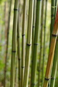 Preview wallpaper bamboo, macro, trunks, nature