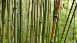 Preview wallpaper bamboo, macro, trunks, nature