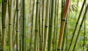 Preview wallpaper bamboo, macro, trunks, nature