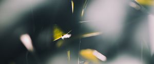 Preview wallpaper bamboo, plant, blur, glare, light
