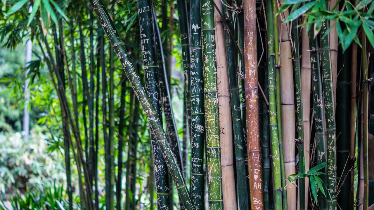 Wallpaper bamboo, plant, inscriptions