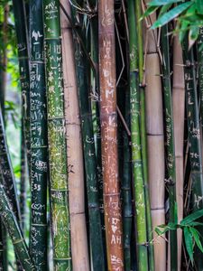 Preview wallpaper bamboo, plant, inscriptions