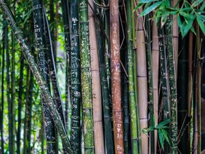 Preview wallpaper bamboo, plant, inscriptions