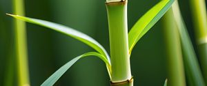 Preview wallpaper bamboo, stem, leaves, green