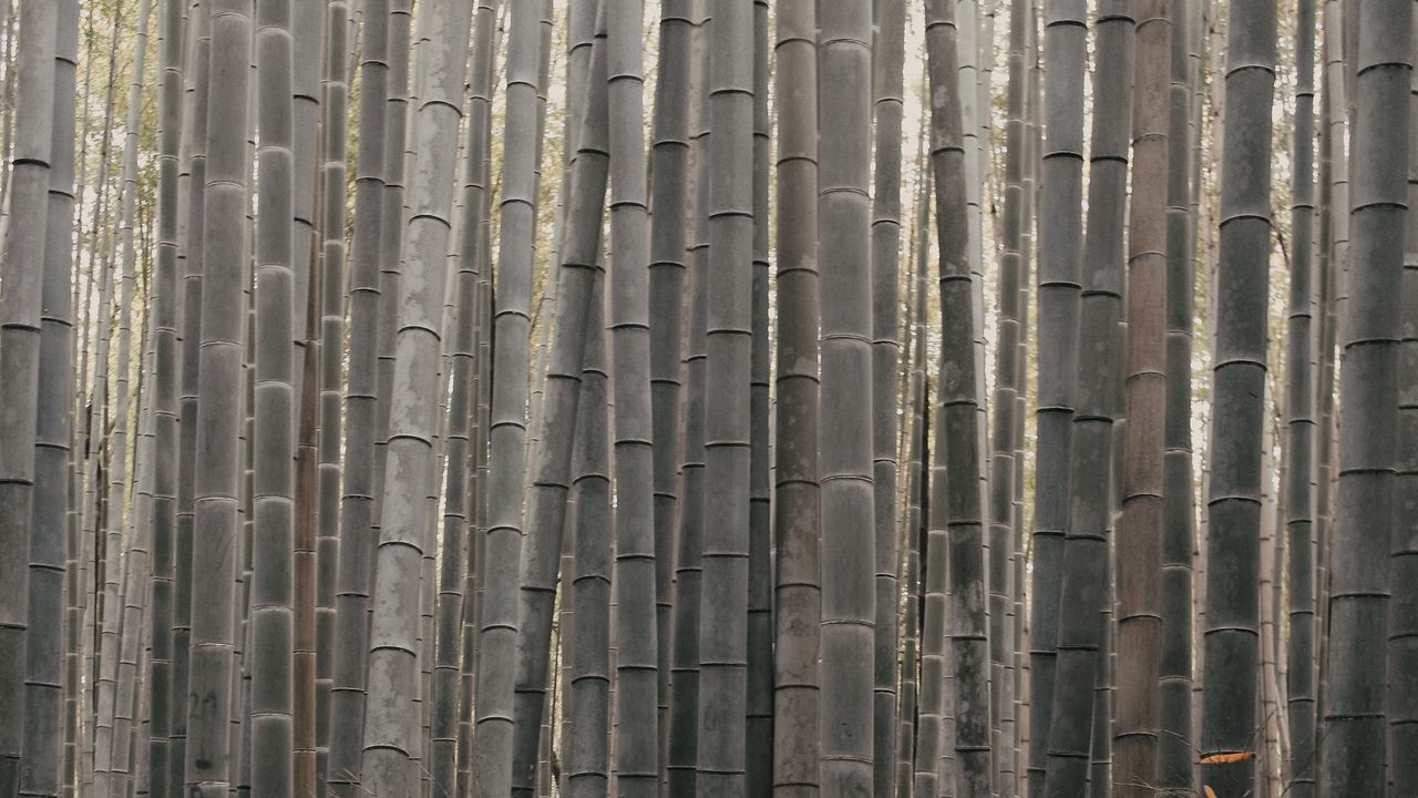 Wallpaper bamboo, stems, plant