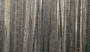 Preview wallpaper bamboo, stems, plant