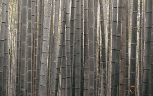 Preview wallpaper bamboo, stems, plant