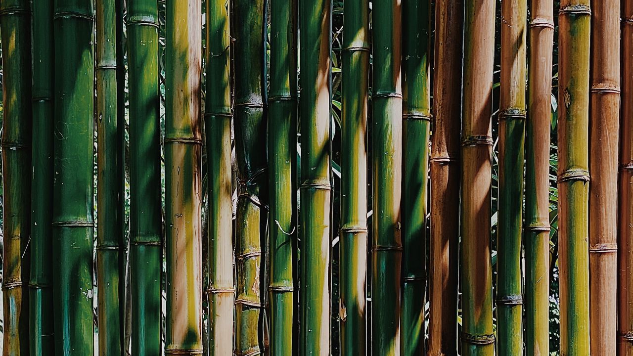Wallpaper bamboo, stems, plant, texture, green