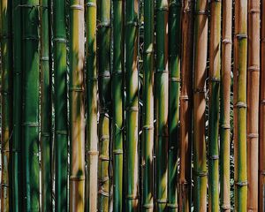 Preview wallpaper bamboo, stems, plant, texture, green