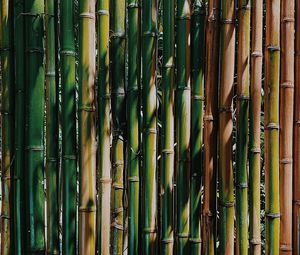 Preview wallpaper bamboo, stems, plant, texture, green