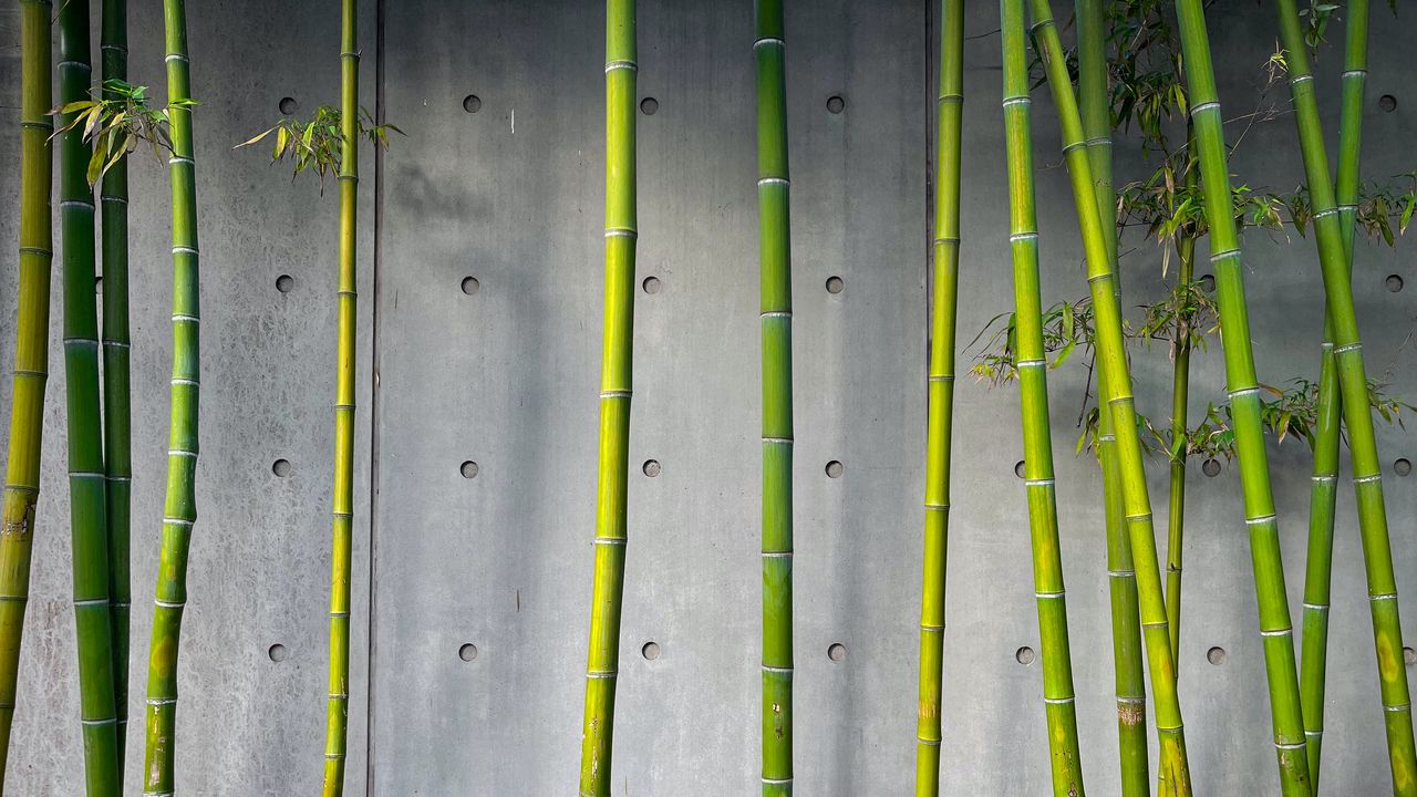Wallpaper bamboo, stems, plant, green, concrete