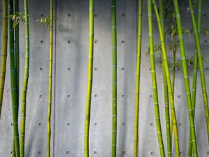 Preview wallpaper bamboo, stems, plant, green, concrete