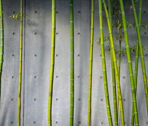 Preview wallpaper bamboo, stems, plant, green, concrete