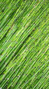 Preview wallpaper bamboo, tree, focus