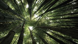 Preview wallpaper bamboo, trees, crones, from below