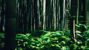 Preview wallpaper bamboo, trees, forest, grass, green