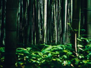 Preview wallpaper bamboo, trees, forest, grass, green