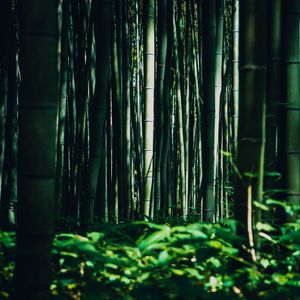 Preview wallpaper bamboo, trees, forest, grass, green