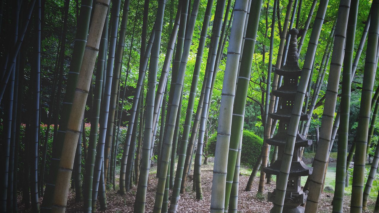 Wallpaper bamboo, trees, pagoda, nature