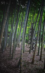 Preview wallpaper bamboo, trees, pagoda, nature