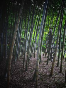 Preview wallpaper bamboo, trees, pagoda, nature
