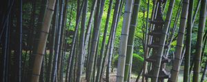 Preview wallpaper bamboo, trees, pagoda, nature