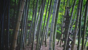 Preview wallpaper bamboo, trees, pagoda, nature