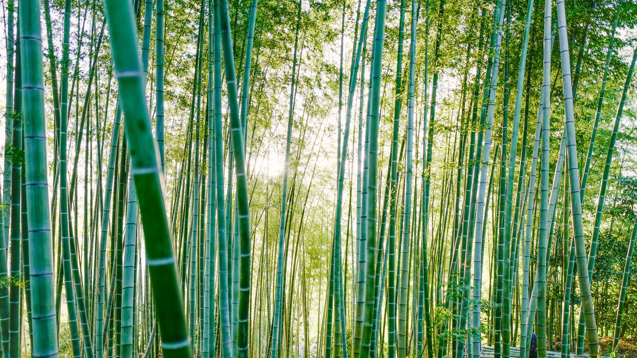 Wallpaper bamboo, trees, sunlight