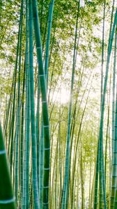 Preview wallpaper bamboo, trees, sunlight