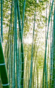 Preview wallpaper bamboo, trees, sunlight