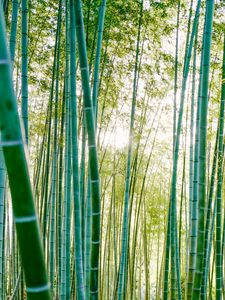 Preview wallpaper bamboo, trees, sunlight